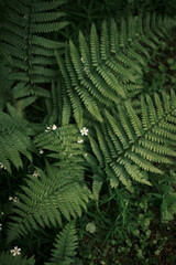 Top view of the fern in the forest