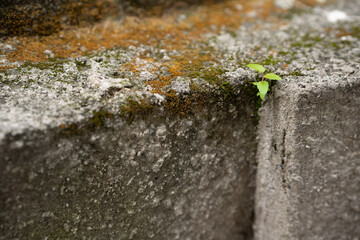 a flower grows out of asphalt, a yellow flower grows, the concept of hope