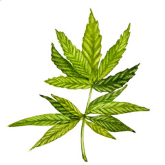 cannabis branch with leaves