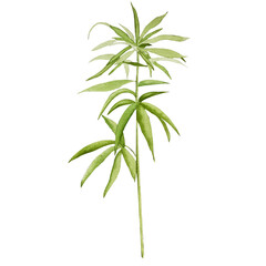 Obraz premium cannabis with straight leaves