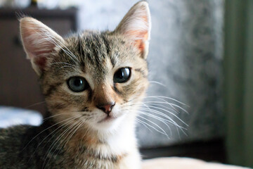 Young teenage kitten looking at camera. life style