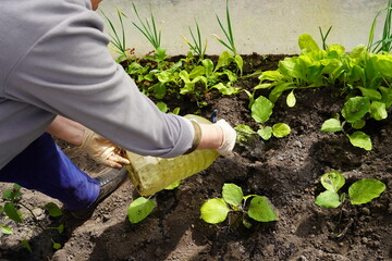 the hands of a farmer's woman are watered from a plastic bottle with water seedlings of young...