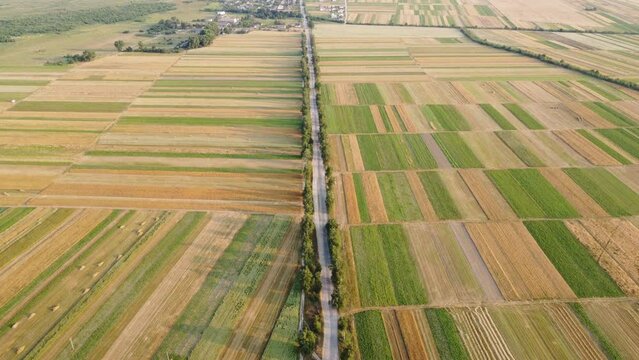 Above view of cultivated green fields and agricultural parcels with gold wheat, straw rolls. Rows geometric shape fields. Concept of agrarian industry in Ukraine. Countryside landscape