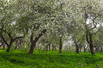 spring landscape with a blooming apple orchard