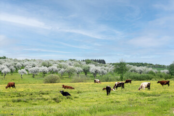 - spring landscape with a blooming apple orchard