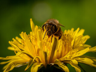 pszczoła - obrazy, fototapety, plakaty