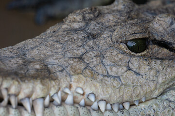 Primo piano della testa di un coccodrillo, in cui si vede il riflesso nell'occhio e i denti 