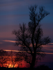 Obraz na płótnie Canvas drzewo o zachodzie słońca