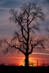 drzewo o zachodzie słońca © Ukash