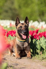 Beautiful Malinois dog enjoying a colorful field of tulips. Serene nature backdrop with the loyal companion sitting calmly amidst the vibrant flowers.