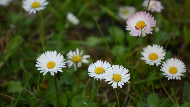 Daisies. Chamomile and grass background in the wind