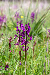 Flowering plant (Anacamptis laxiflora) close-up in natural habitat