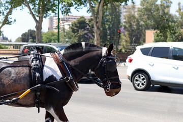A horse used to carry horse carriages, strolling through the city's traffic