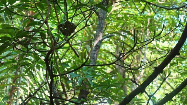 A Yellow and Black Mangrove snake (Boiga dendrophila) is coiled up on a branch in the tropical trees of Bintan Island, Riau Islands, Indonesia. Handheld tracking shot. Handheld tracking shot