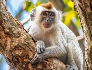 Obraz premium White-brown monkey in the jungle of Brazil close-up.