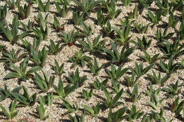 Decorative plants. Succulents in a sandy bed on a sunny day.
