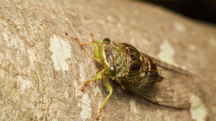 Details of a green cicada perched on a brown tree. - obrazy, fototapety, plakaty