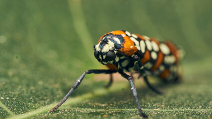 Details of a cute orange brown and black Harlequin Cigarette Moth. atteva pustulella