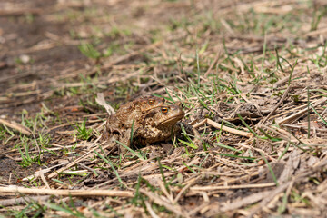 pair of common toads in amplexus among dry grass