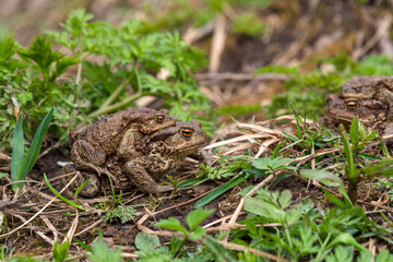 pair of common toads in amplexus among the grass