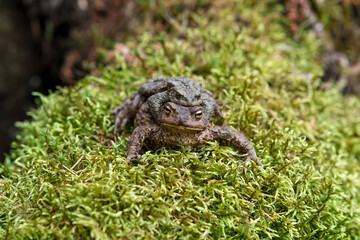 couple of common toads in amplexus among moss