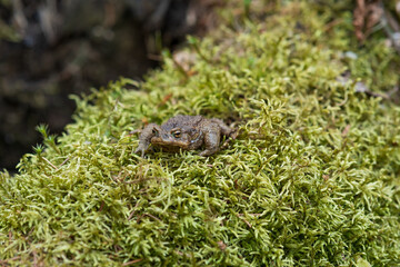 common toad after hibernation among the moss