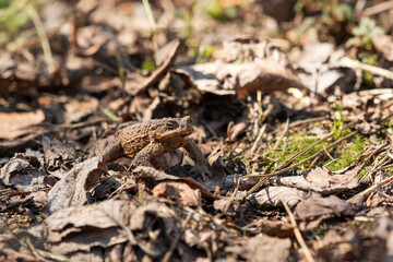 common toad after hibernation among dry foliage