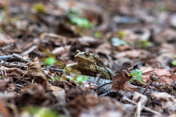 common toad after hibernation among dry foliage