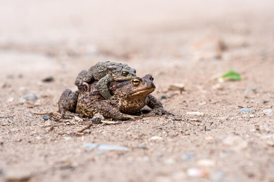 pair of common toads in amplexus on the sandy shore of a pond