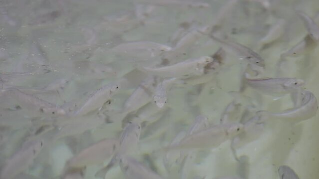 Overpacked bred flathead grey mullet fishes closeup 