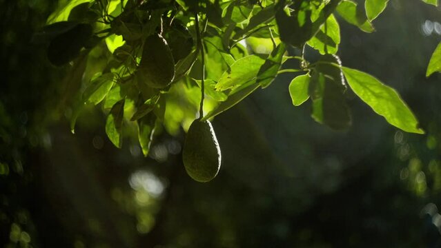 STATIC SHOT AVOCADOS ON A TREE IN MEXICO