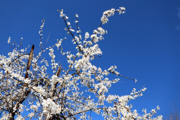 blossomed tree branch on blue sky