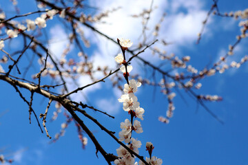 blossomed tree branch on blue sky