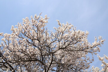 cherry blossom against sky