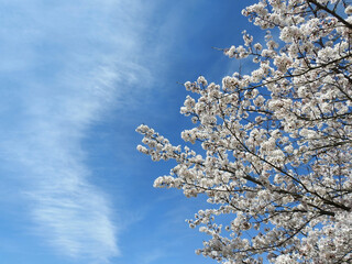空に描かれた桜前線