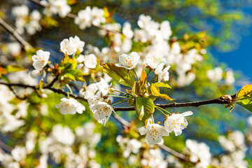blooming tree © VowoABT