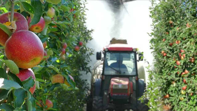 Spraying apple orchard to protect against disease and insects. Apple fruit tree spraying with a tractor and agricultural machinery