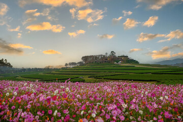 View of tea plantation and cosmos field in the evening