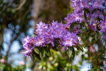 views around a gorgeous UK garden in spirng time