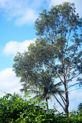 Eucalipto é o nome popular dado a algumas espécies de gêneros botânicos Eucalyptus e Corymbia,árvores pertencentes à família Myrtaceae. Ele é oriundo da Austrália e das ilhas da Oceania. 