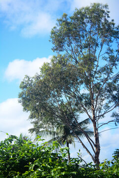 Eucalipto &eacute; o nome popular dado a algumas esp&eacute;cies de g&ecirc;neros bot&acirc;nicos Eucalyptus e Corymbia,&aacute;rvores pertencentes &agrave; fam&iacute;lia Myrtaceae. Ele &eacute; oriundo da Austr&aacute;lia e das ilhas da Oceania. 