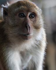 Un mono Tailandés 