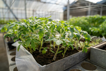 plants in a greenhouse