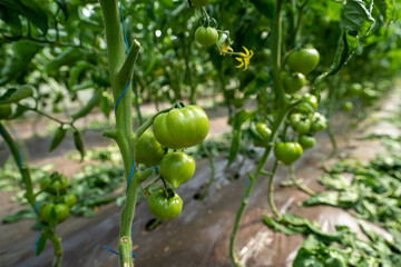 green tomatoes on a branch