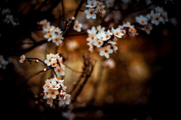 cherry blossom in spring