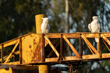 a pair of cockatoos sitting in the sunshine on a crane © Lucy Rock