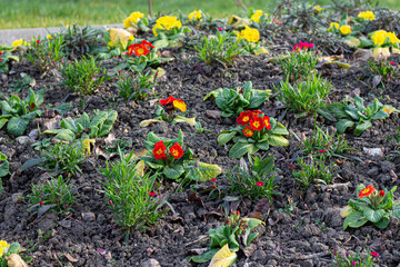 yellow and red flowers