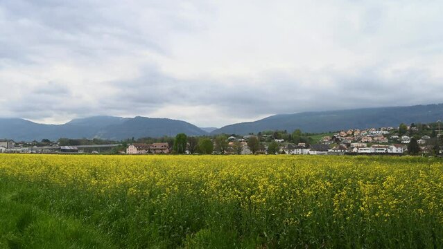 Train passing through rapeseed field in spring. Red and white train, yellow flowers and houses. Yverdons-les-bains, Vaud Canton, Switzerland. Time lapse.