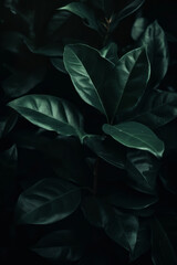 Fototapeta na wymiar Lush green plants adorn a dark background. Natural elegance, perfect for various design projects. The intricate details of leaves. Elegant luxury texture. Dark jungle foliage. Botanical. Generative AI