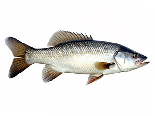 Fresh asian sea bass, barramundi isolated white background